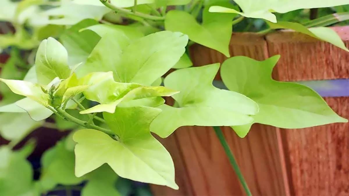 نگهداری سیب زمینی شیرین زینتی