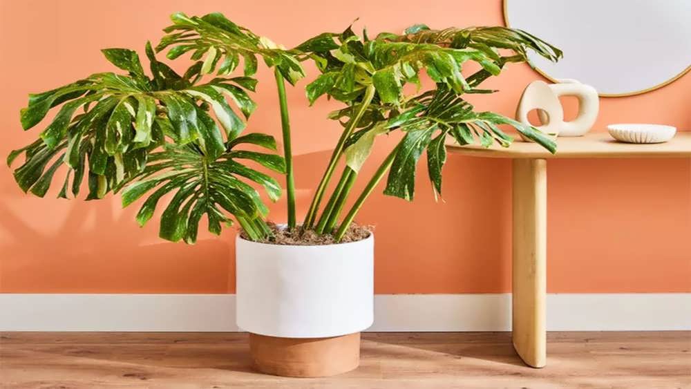 مونسترا دکوری در گلدان