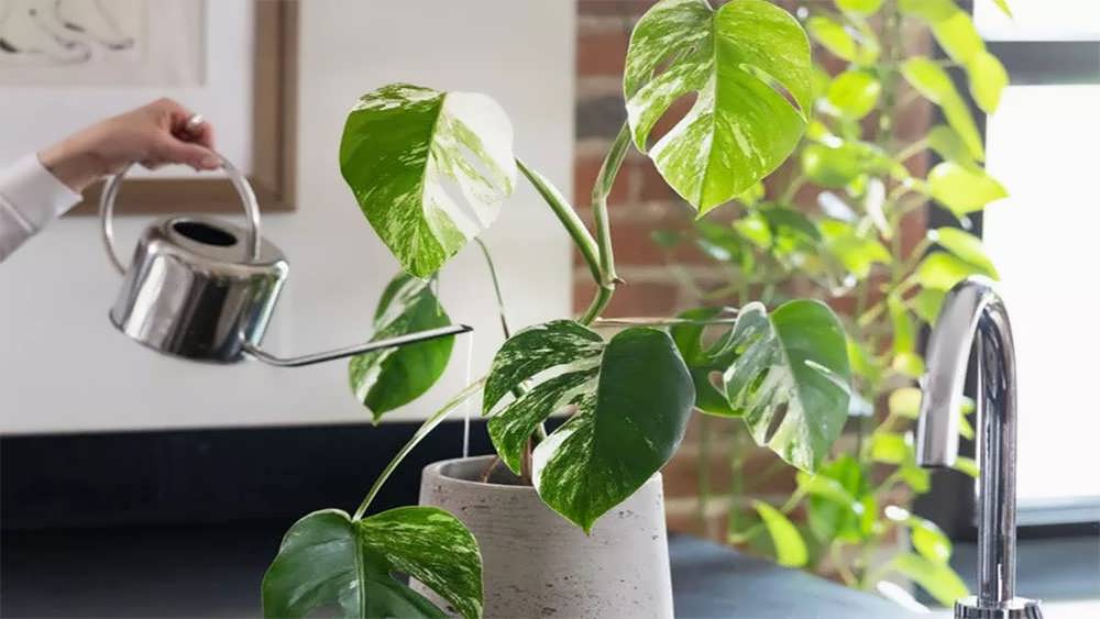 آبیاری مونسترا