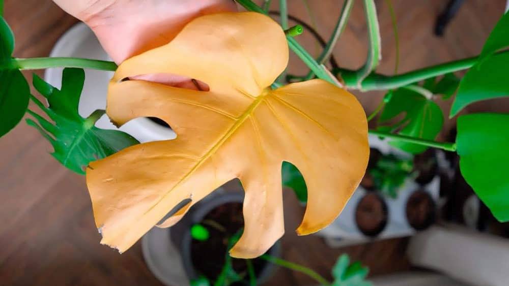 برگ زرد مونسترا