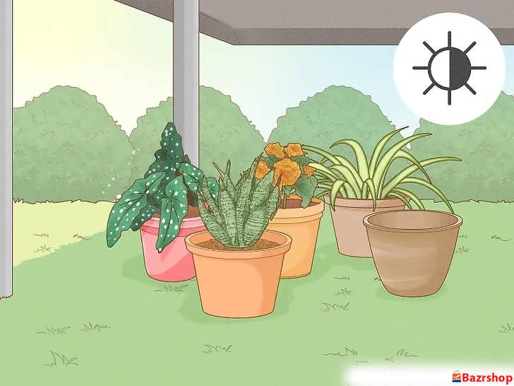 گزینش گیاهان سایه دوست