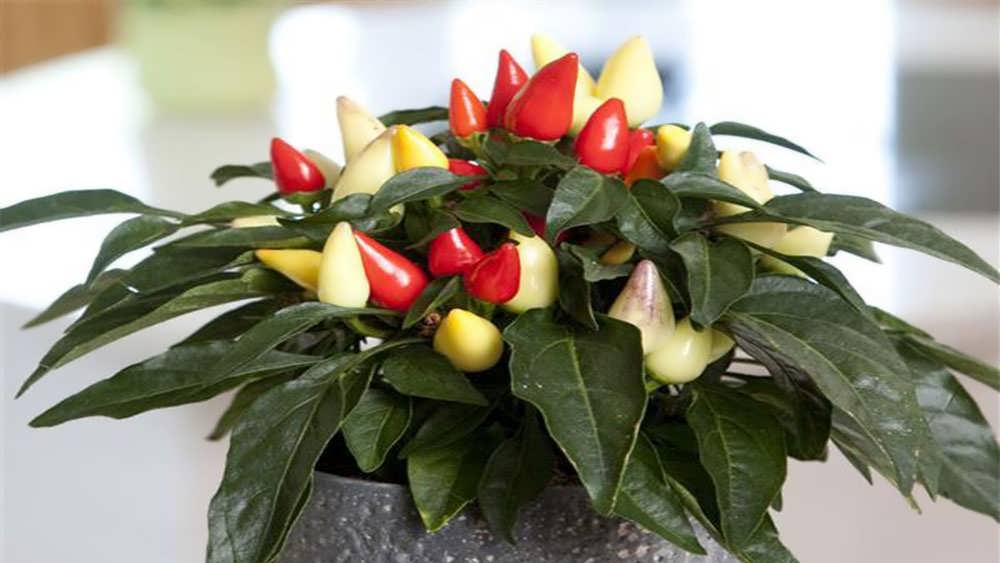 گلدان فلفل زینتی