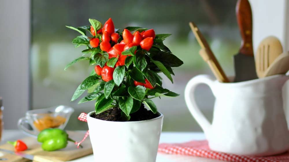 فلفل زینتی در گلدان