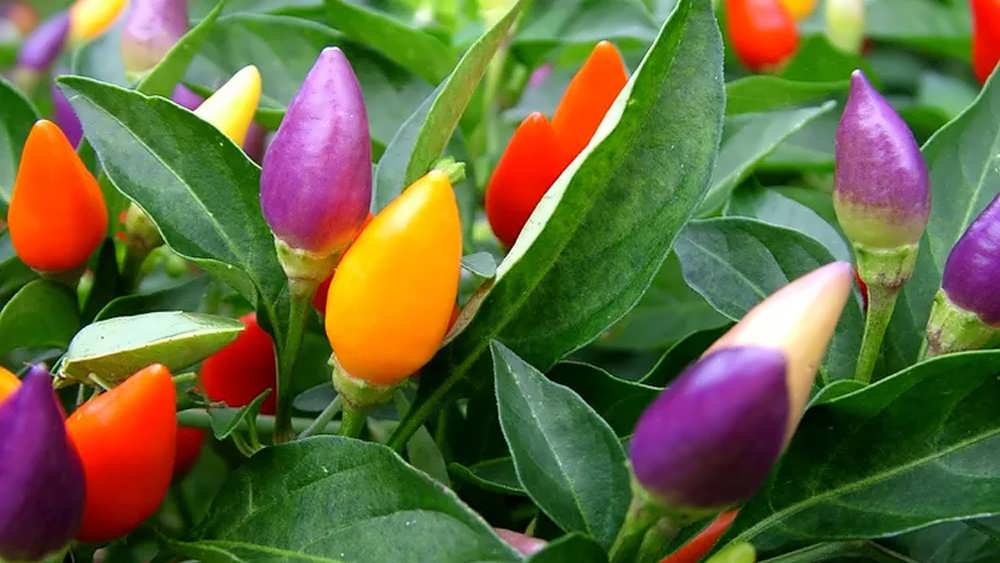 فلفل زینتی ارگانیک