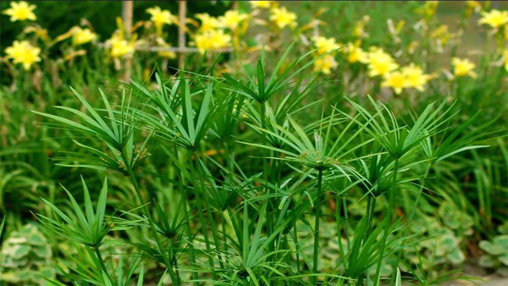 گیاه پاپیروس