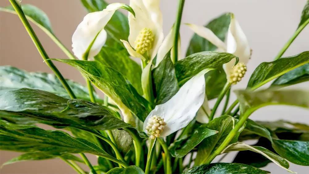 گل دهی اسپاتی فیلوم