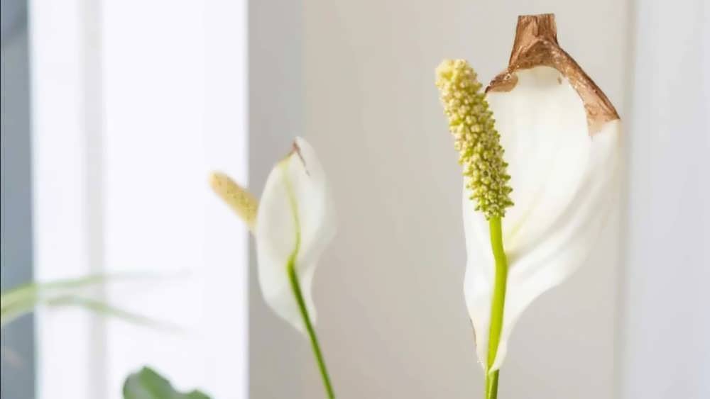 آسیب دیدگی گل اسپاتی فیلوم