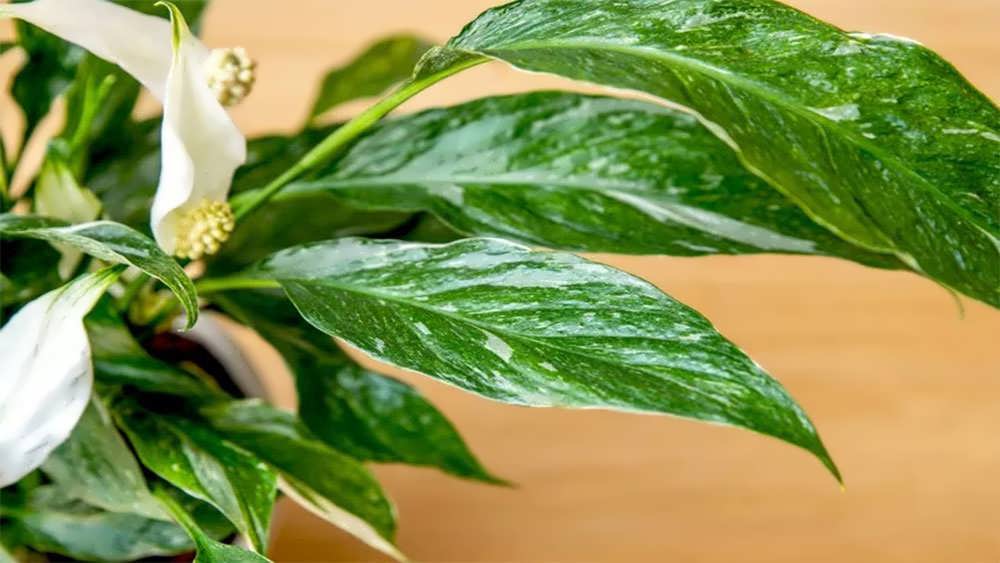 برگ های گل اسپاتی فیلوم