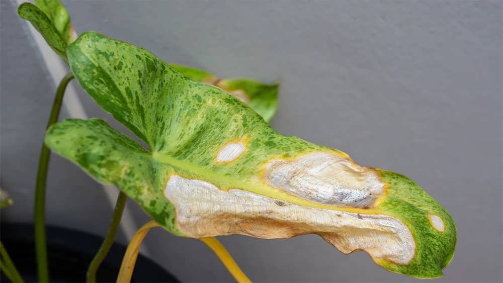 بیماری برگ فیلودندرون