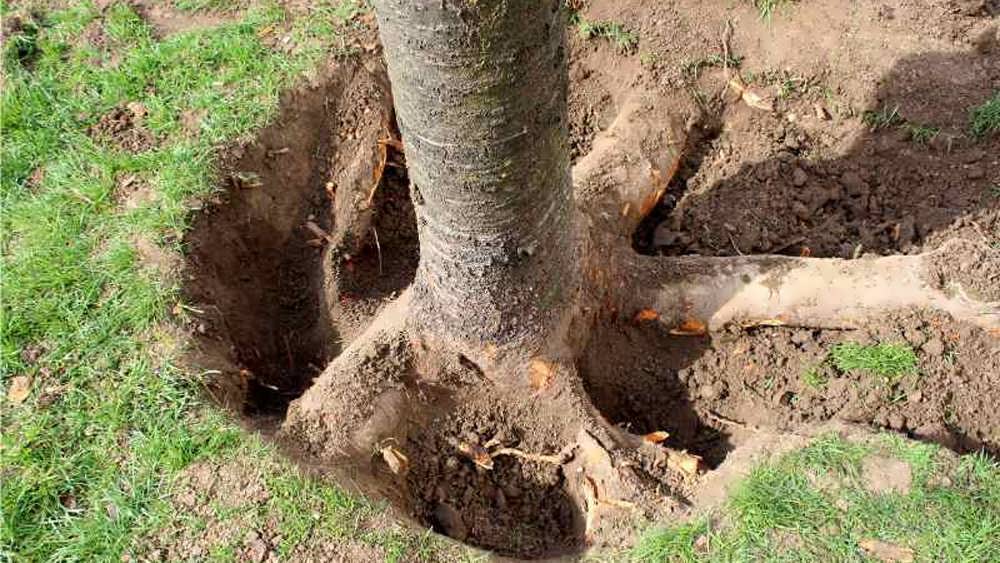 دراوردن ریشه درخت به صورت فیزیکی