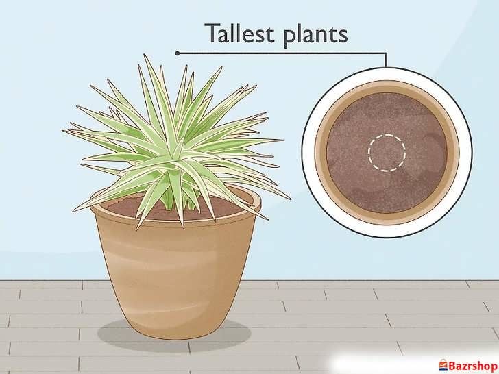 چیدمان گیاهان (اصل تمرکز و تقارن)