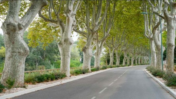 پس زمینه درخت چنار