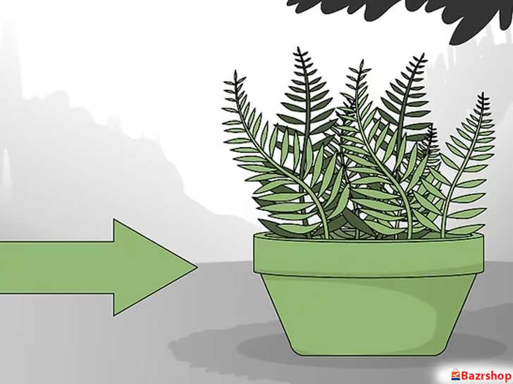 کاشت سرخس در سایه