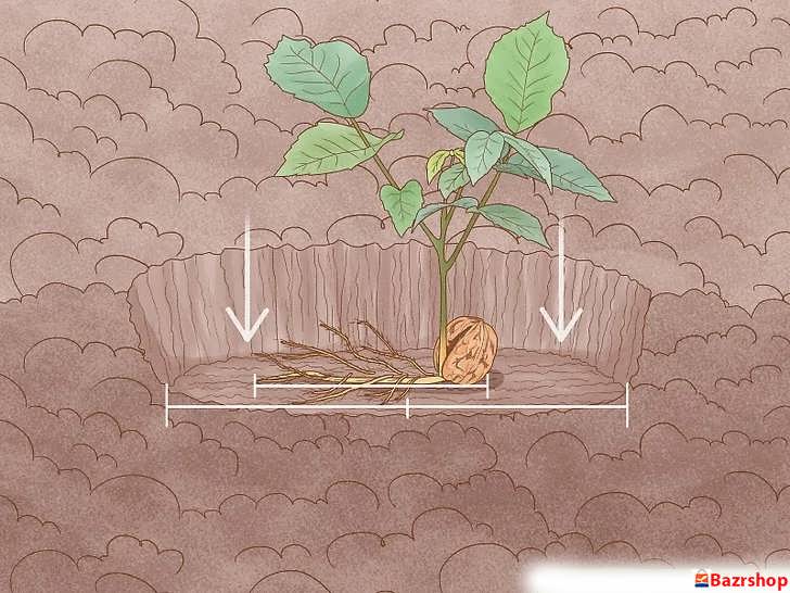 کاشت نهال در بهار