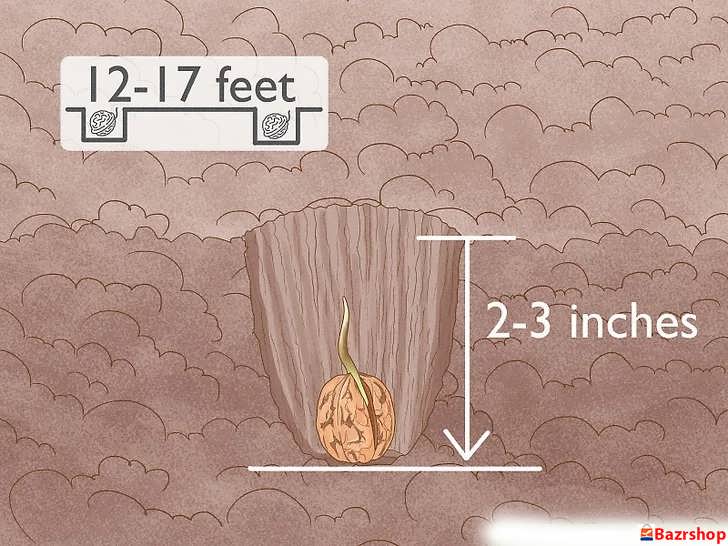 کاشت در گودال های کوچک