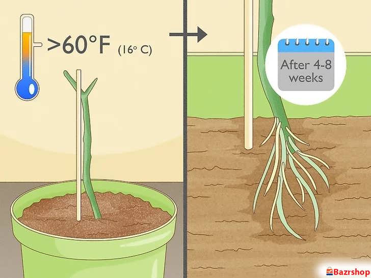 قرار دادن گلدان پلومریا در محیطی گرم و روشن برای سپری شدن دوره ۴ تا ۸ هفته ای ریشه زایی
