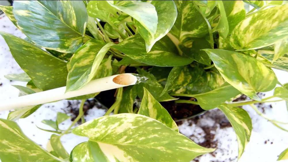 هرس یا قلمه گیری پتوس