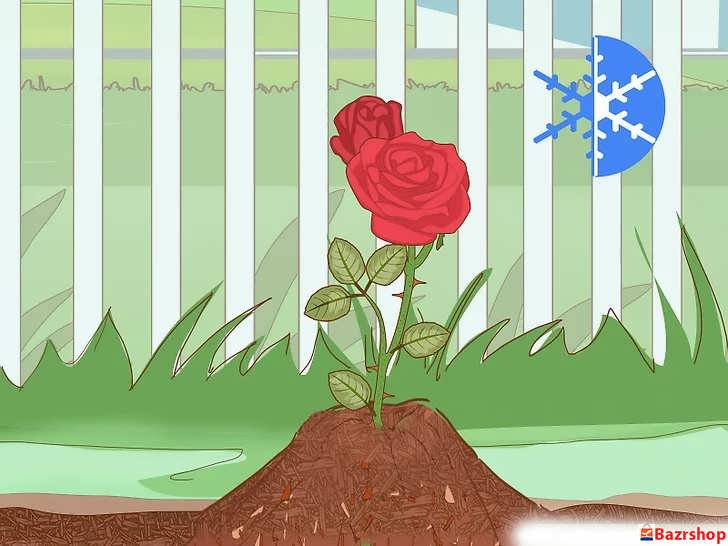 با پوشاندن گیاهان با مالچ در زمستان از آن ها محافظت کنید