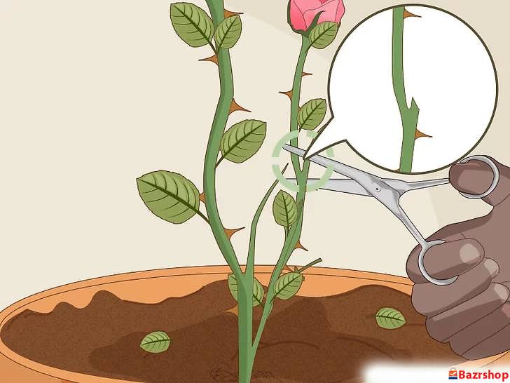 شاخه های مرده و متقاطع را با استفاده از قیچی تیز هرس کنید