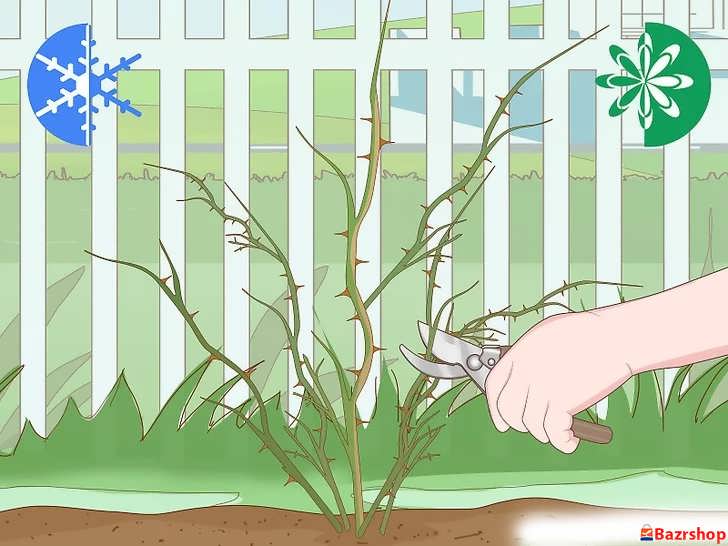 رزها را در اواخر زمستان یا اوایل بهار، پیش از آغاز فصل رشد، هرس کنید