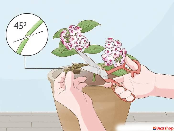 هرس کردن برگ های مرده