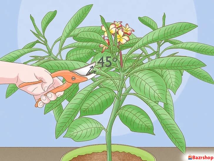 هرس شاخه های خشک و فرم دهی به درختچه پلومریا با استفاده از قیچی باغبانی تمیز