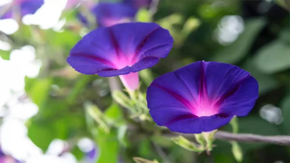 جفت نیلوفر بنفش