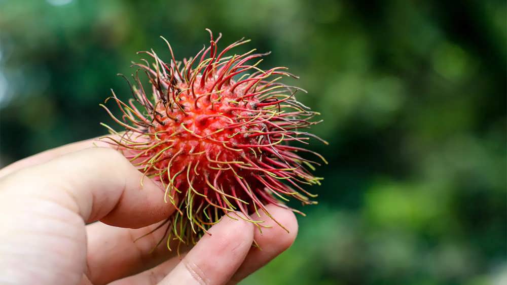 میوه رامبوتان در دست