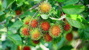 درخت رامبوتان در ایران