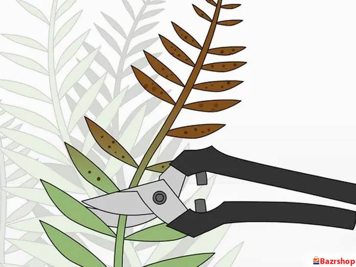 هرس کردن بخش های آسیب دیده