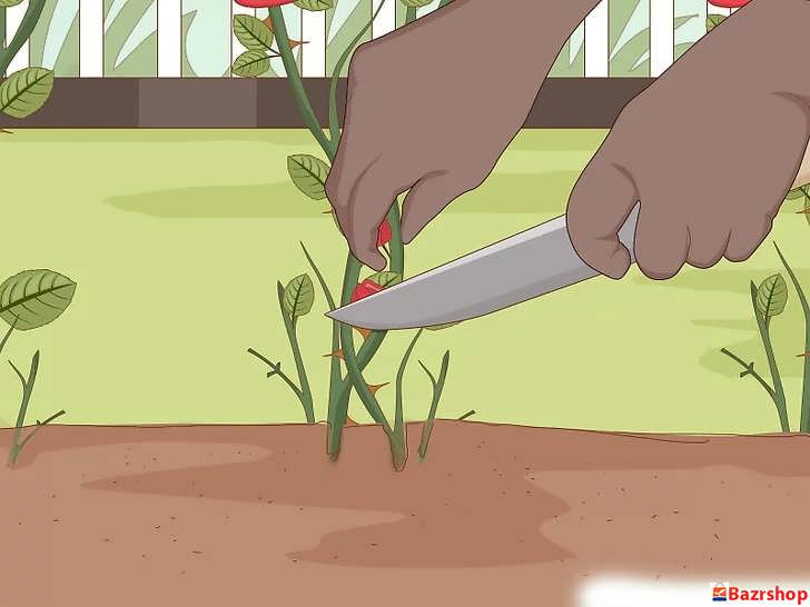 هر شاخه ای را که به جای ساقه از ریشه رشد کرده حذف کنید