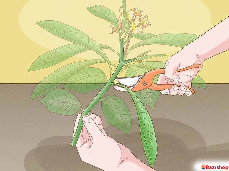 گل ها و برگ های روی شاخه را با قیچی هرس بچینید