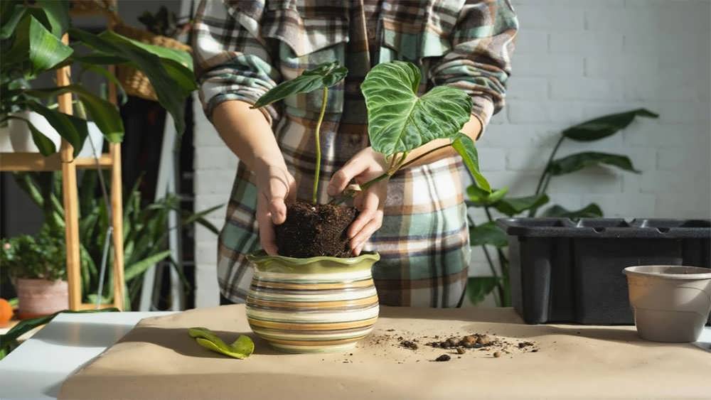 تعویض گلدان فیلودندرون