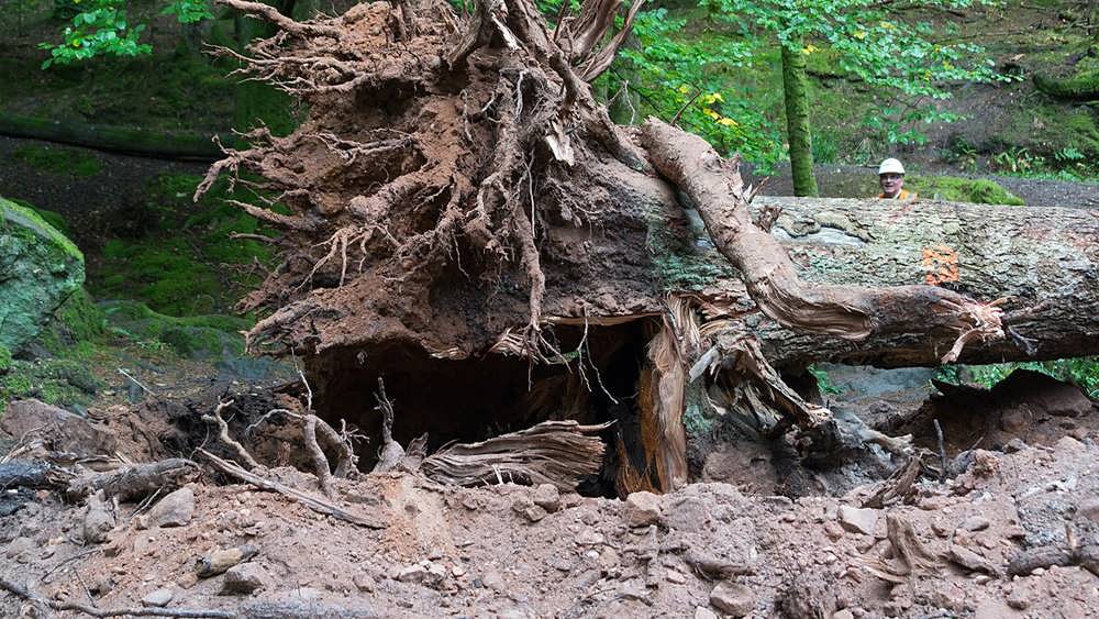 ریشه درامده از خاک