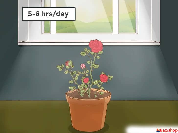 مطمئن شوید رزهای شما هر روز ۶ تا ۸ ساعت نور خورشید دریافت کنند