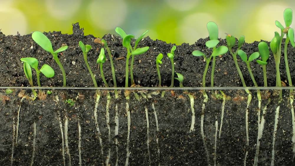 رشد ریشه نشا