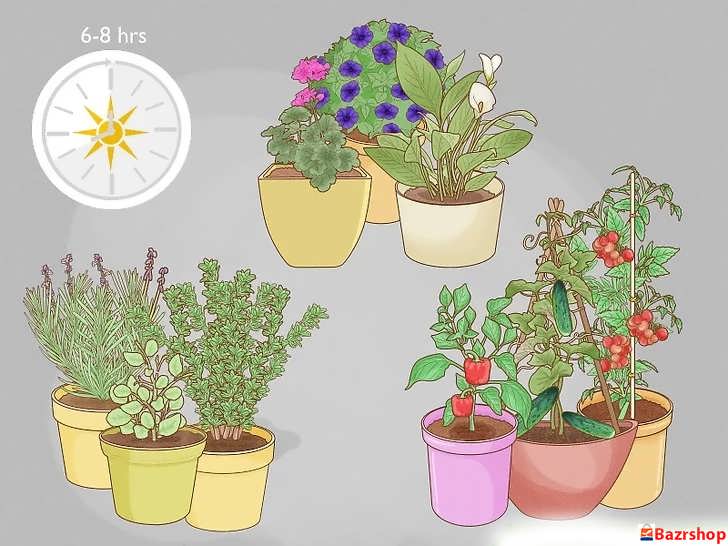 انتخاب گیاهان نور- دوست