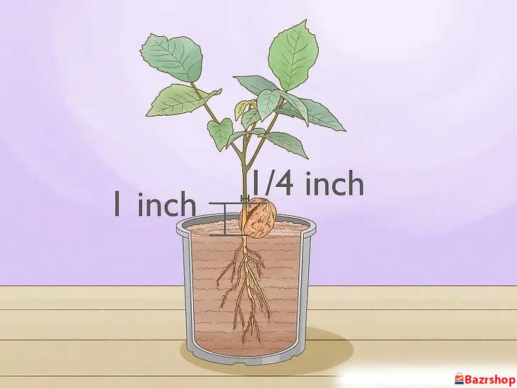 انتخاب نهال