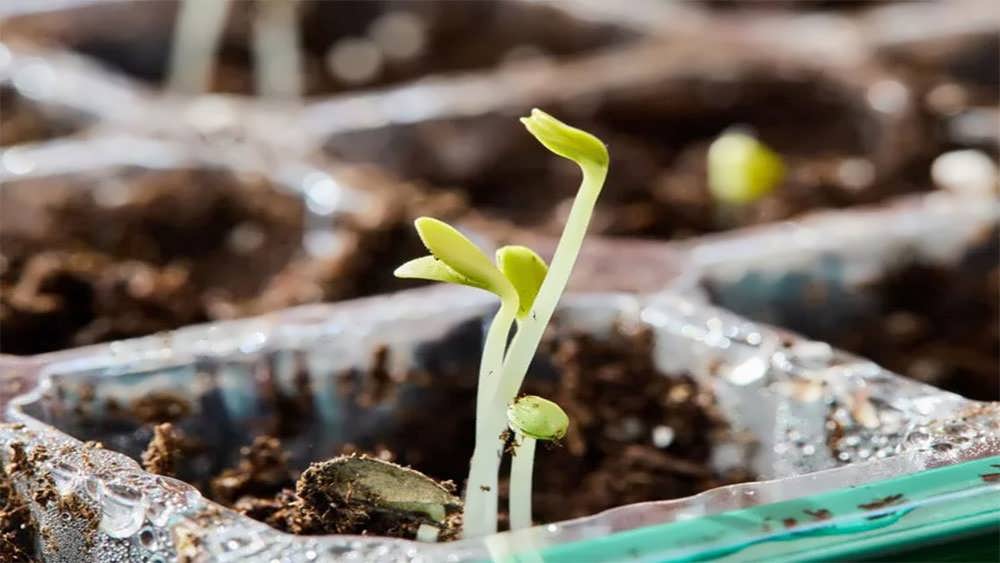 نمای نزدیک نشا