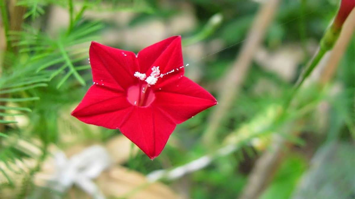 نگهداری گیاه پیچک سرو