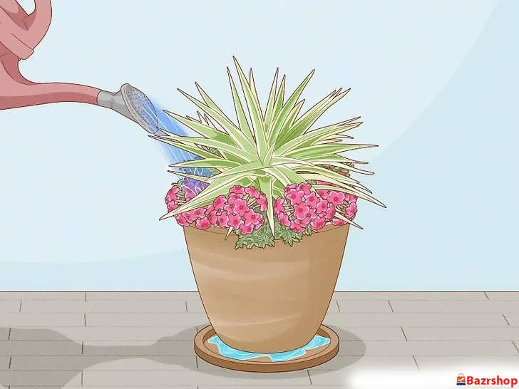 آبیاری عمیق پس از کاشت