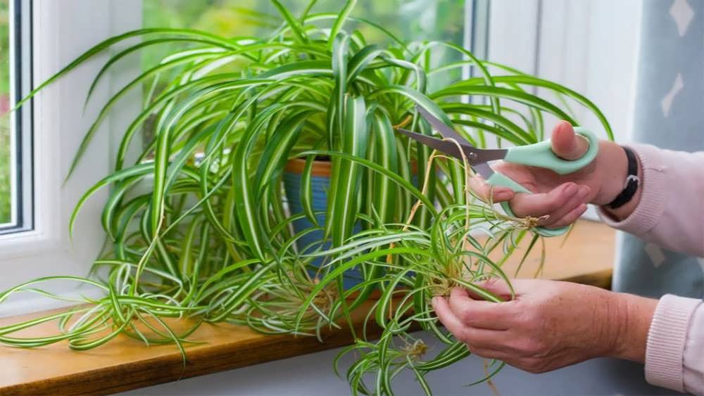 هرس گیاه گندمی