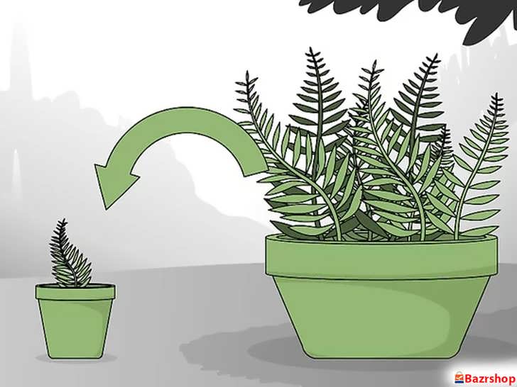 تکثیر و تقسیم بوته