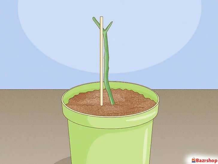 بستن قلمه بزرگ پلومریا به یک قیم یا تکیه گاه چوبی