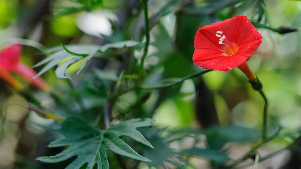 پیچک سرو صبحگاهی