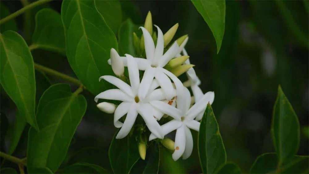 یاس سخت برگ