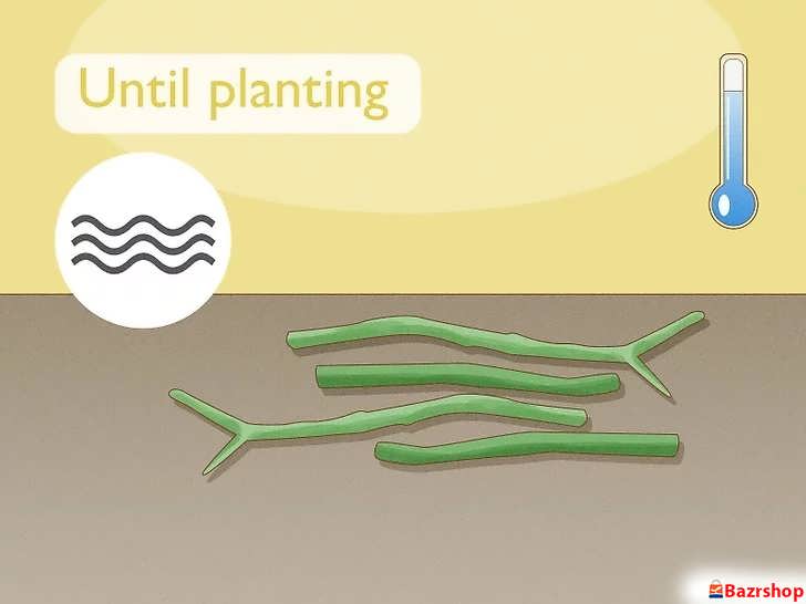 گهداری قلمه های پلومریا در محیط خنک و خشک تا زمان کاشت مناسب