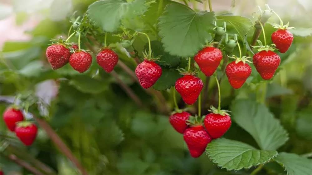 خوشه توت فرنگی های رسیده