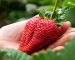 بزرگ شدن میوه توت فرنگی