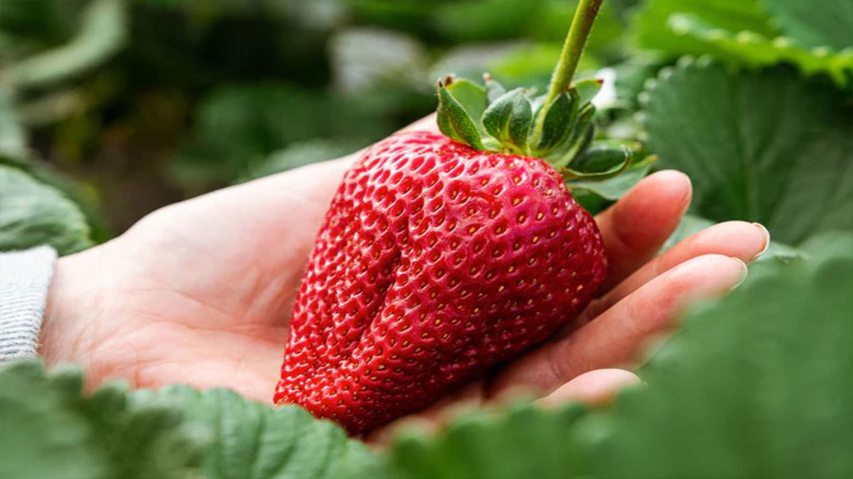 بزرگ شدن میوه توت فرنگی